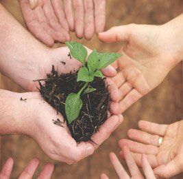 Hands holding seedling